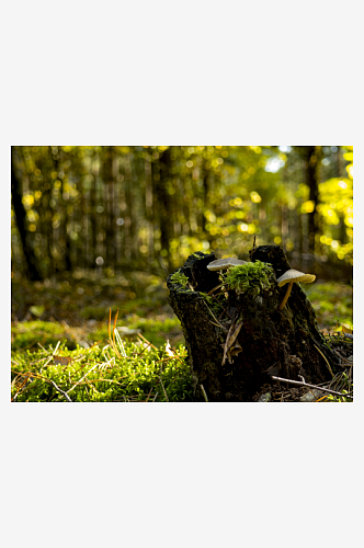 绿色树林苔藓植物摄影图