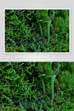 绿色植物苔藓摄影图