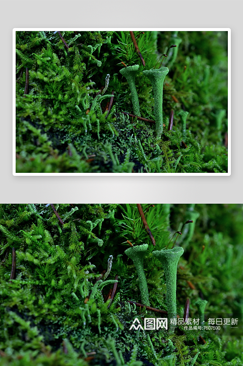 绿色植物苔藓摄影图素材