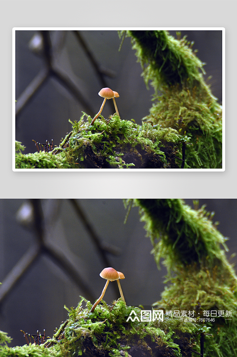 绿色树林苔藓植物摄影图素材
