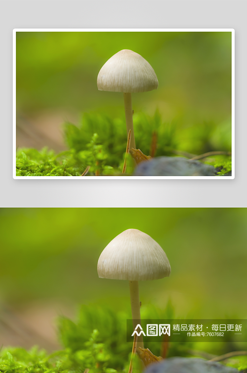 绿色树林苔藓植物摄影图素材
