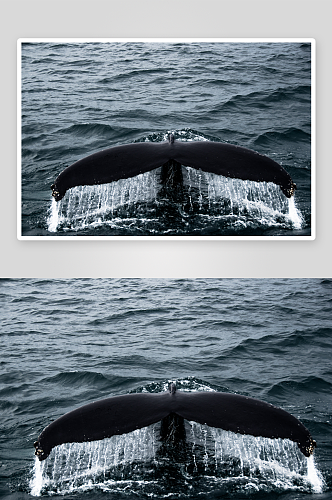可爱鲸鱼动物摄影图