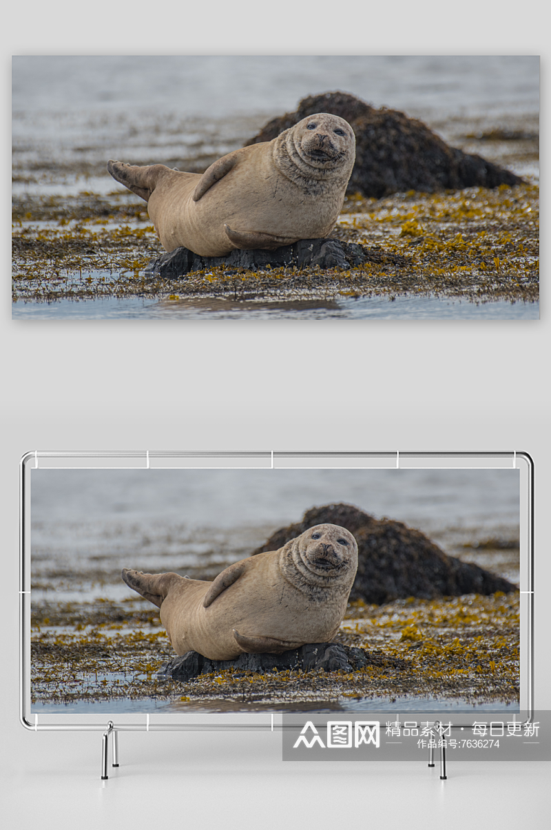 可爱海豹动物摄影图素材