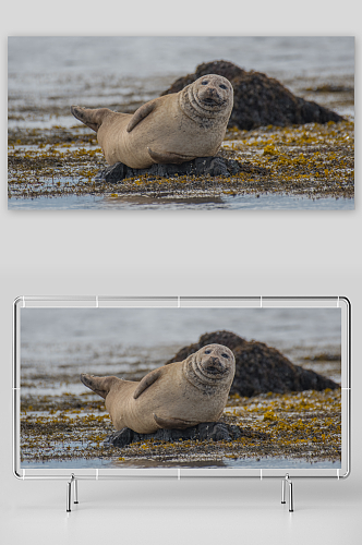可爱海豹动物摄影图