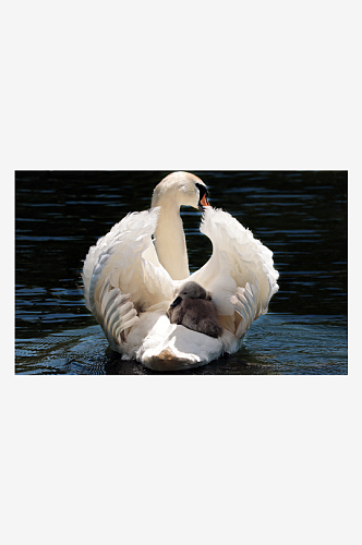 可爱大雁天鹅动物摄影图