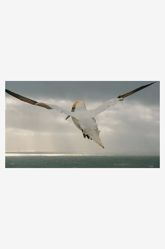 可爱大雁天鹅动物摄影图