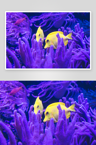 海底世界珊瑚摄影图片