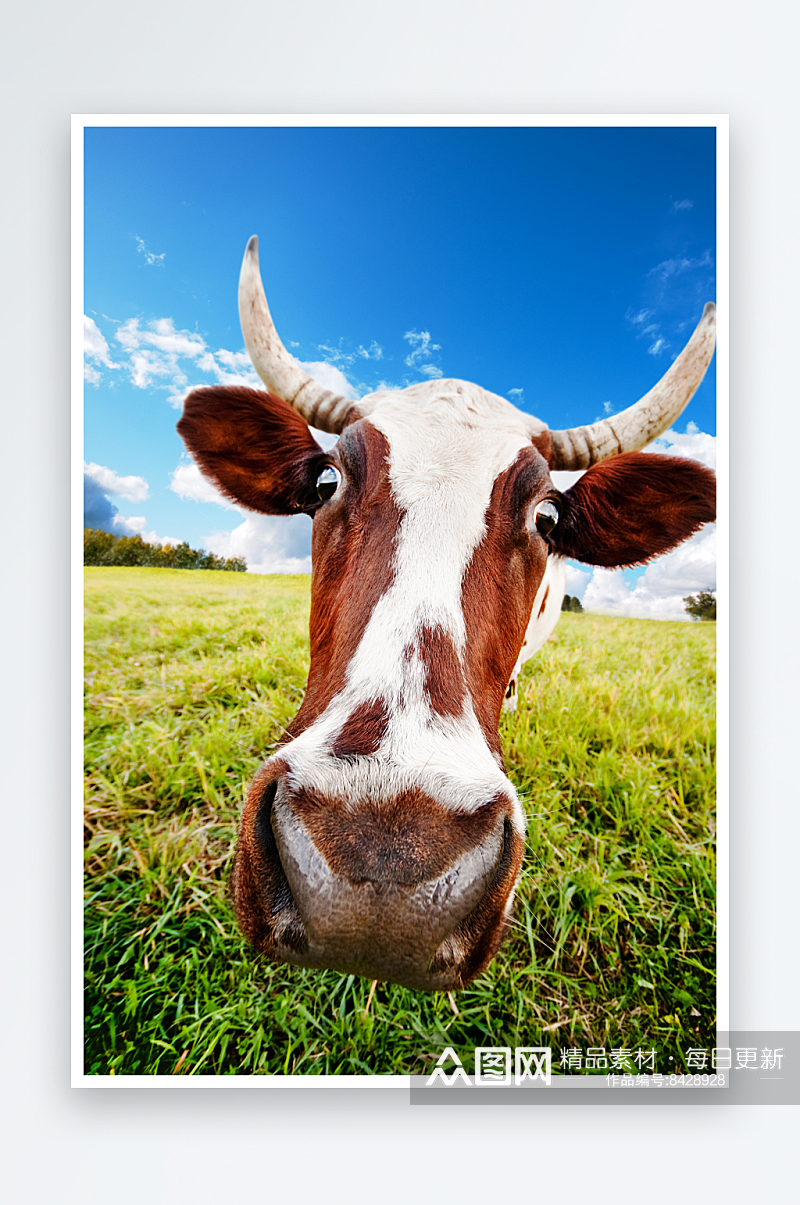 可爱奶牛动物摄影图素材
