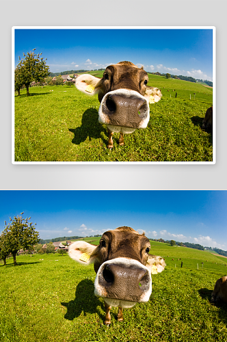 可爱奶牛动物摄影图