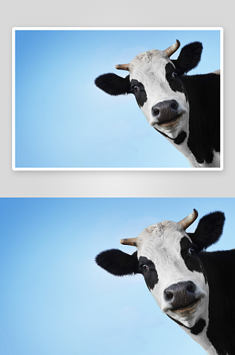 可爱奶牛动物摄影图