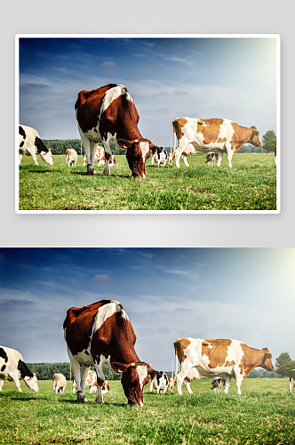 可爱风奶牛动物摄影图