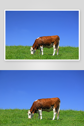 可爱风奶牛动物摄影图