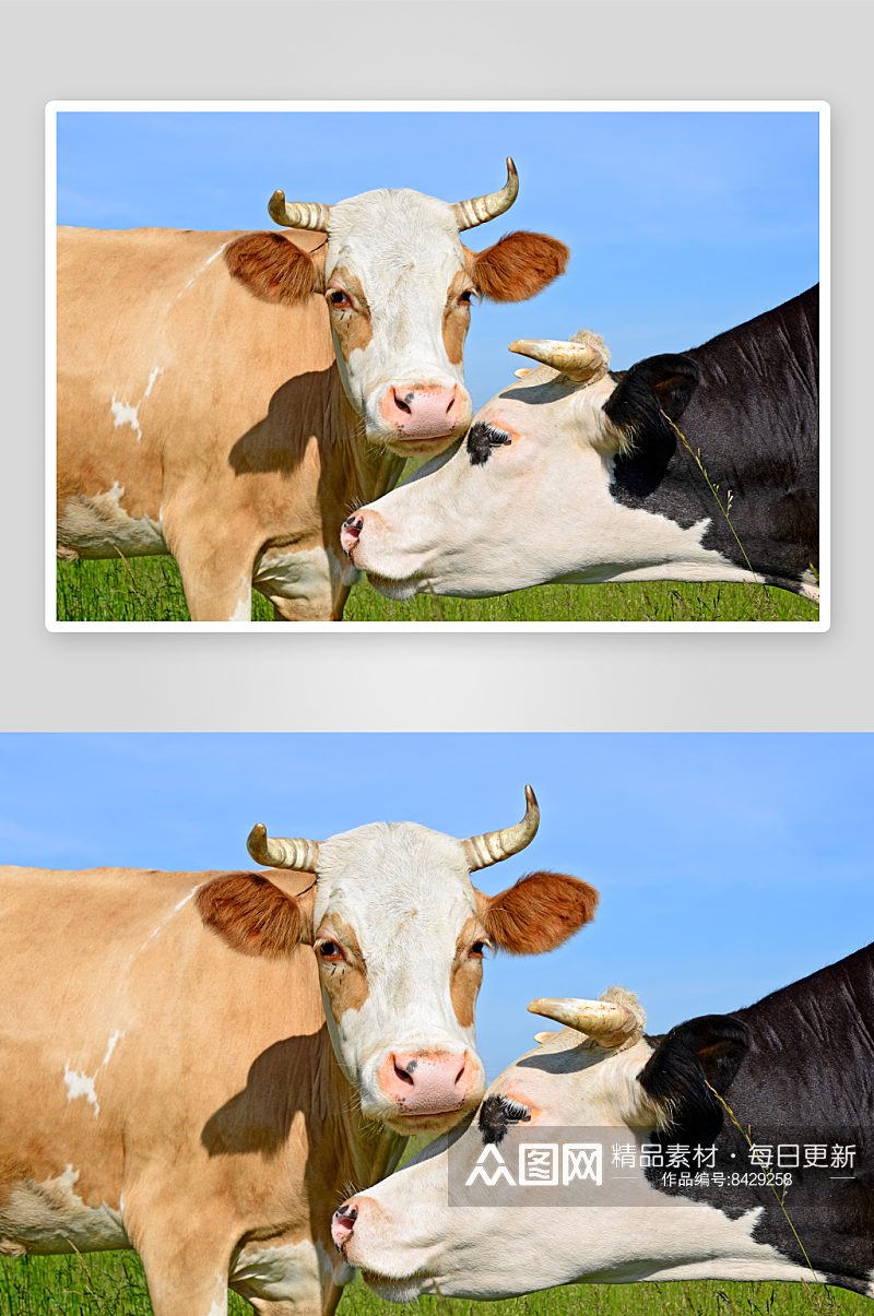 可爱风奶牛动物摄影图素材