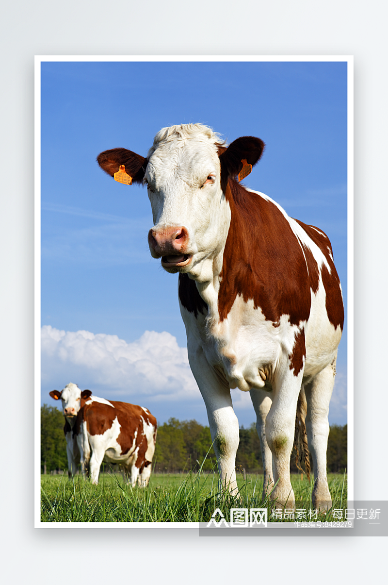 可爱风奶牛动物摄影图素材