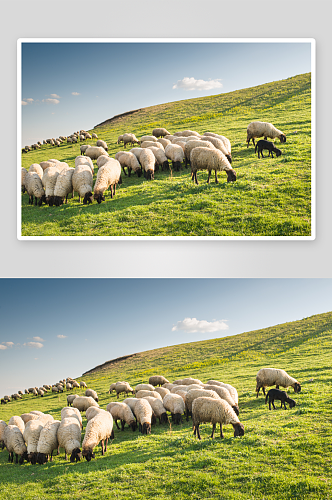 可爱风绵羊动物摄影图