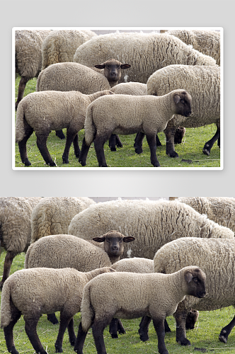 可爱绵羊动物摄影图