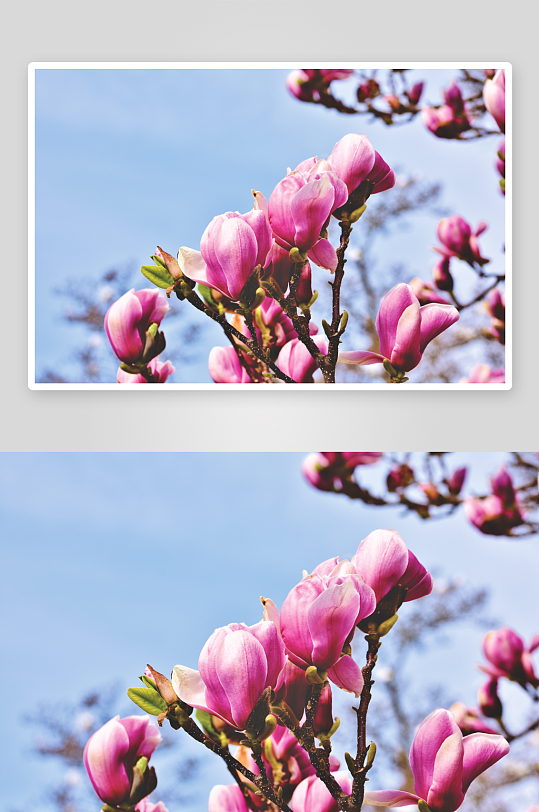 玉兰花花卉摄影图片