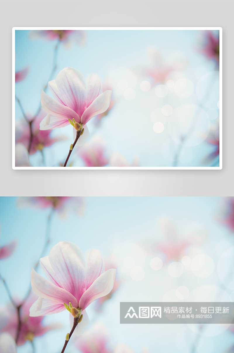 玉兰花花卉摄影图片素材