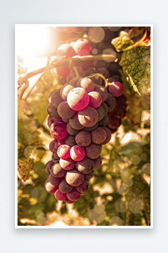 美味营养 葡萄水果摄影图