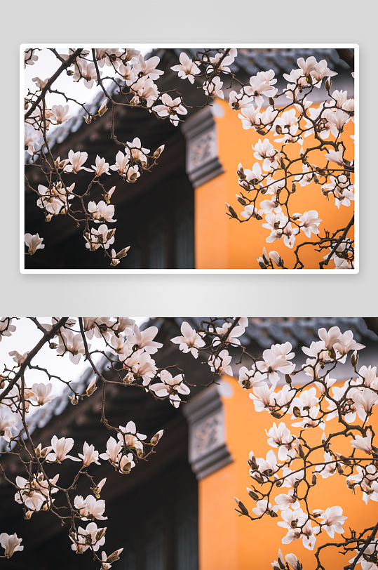 美丽玉兰花花卉摄影图片