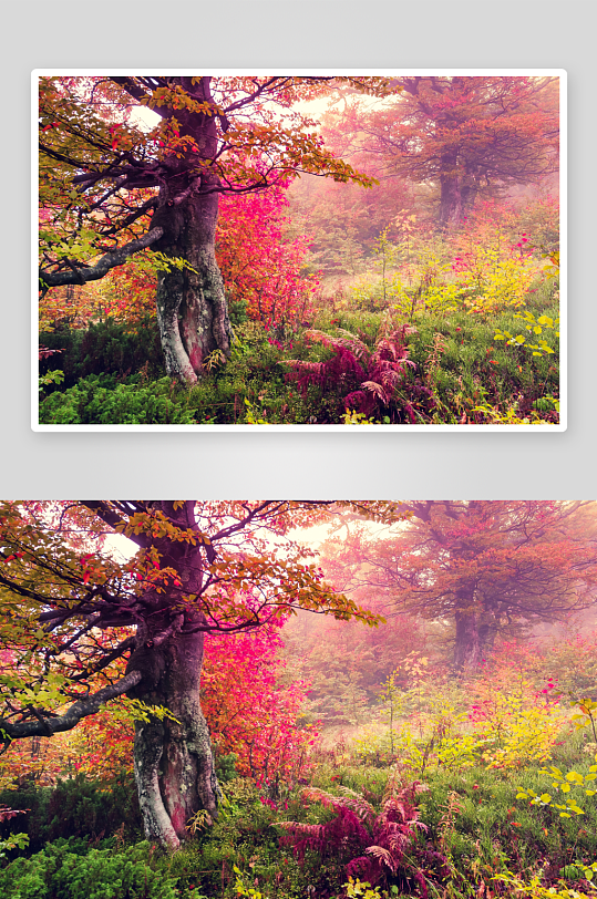 红枫树林风景摄影图
