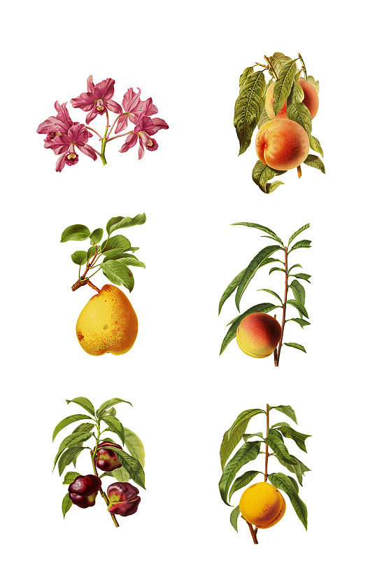 植物宣传桃子梨免扣元素