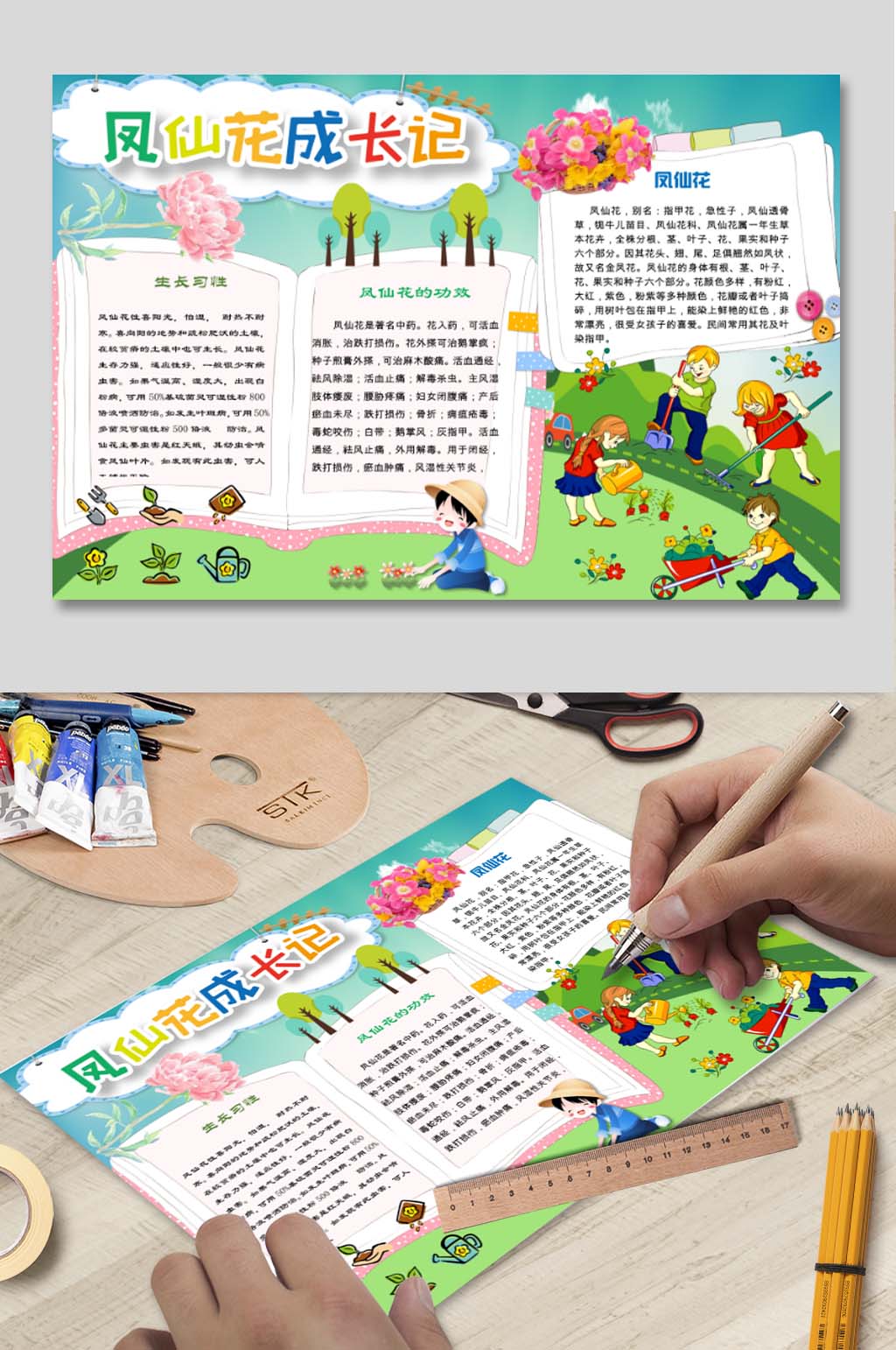 凤仙花WORD小报素材