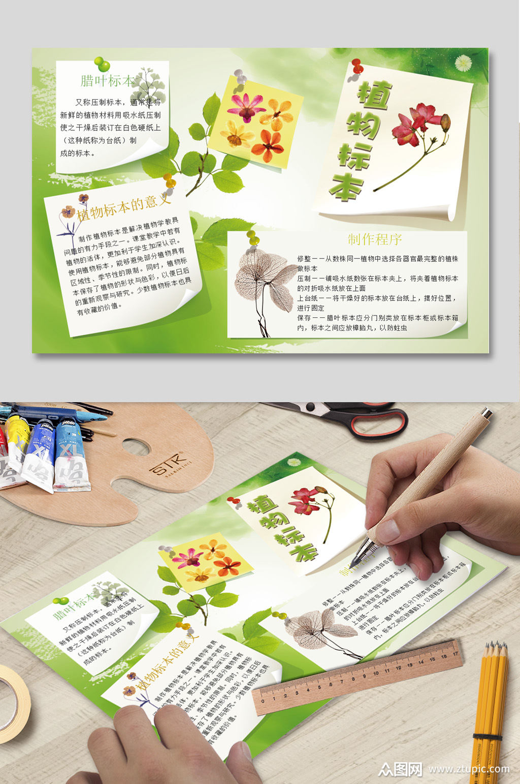植物成长记小报下载