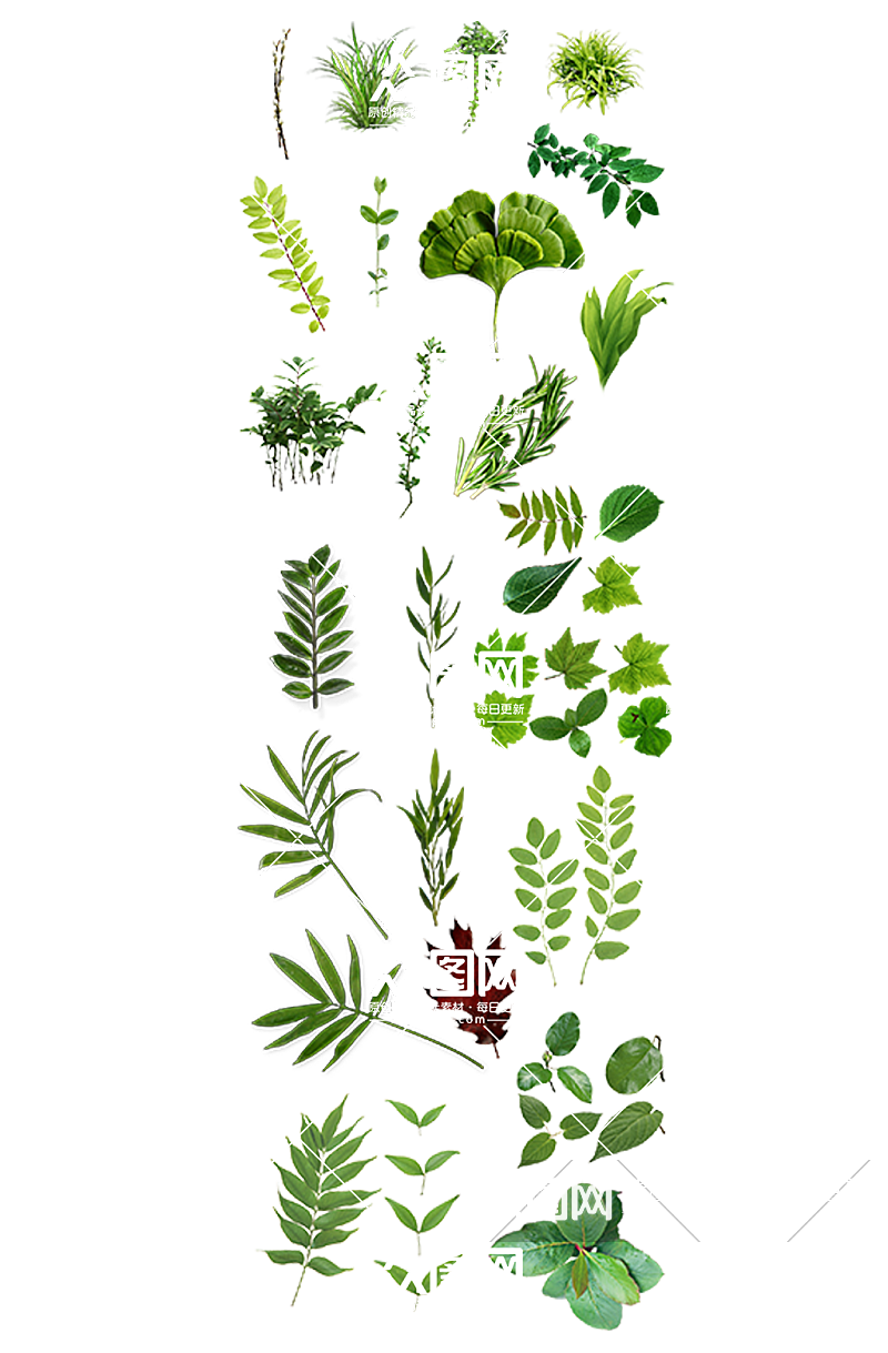 绿色植物装饰免扣绿叶素材