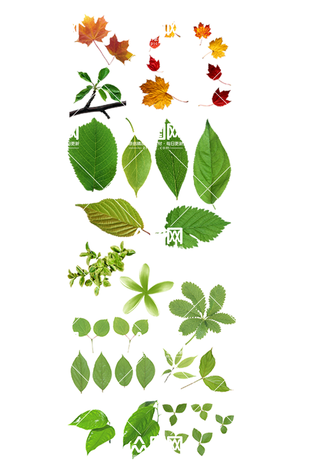 绿色植物装饰免扣绿叶素材