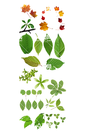 绿色植物装饰免扣绿叶