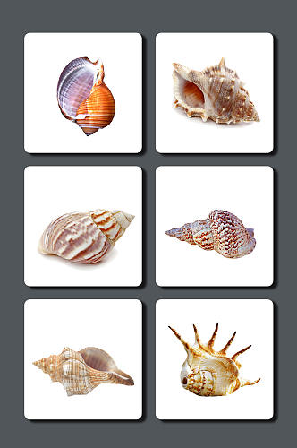 高清海螺图片素材