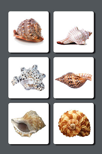 高清海螺设计素材
