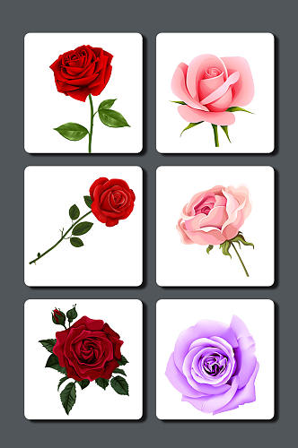 高清图片玫瑰花素材