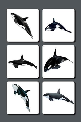 高清鲸鱼图片素材