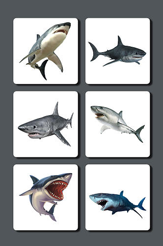 高清鲨鱼设计素材