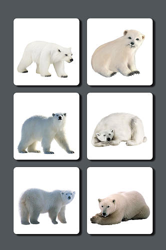 高清动物北极熊素材