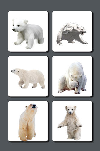 高清动物北极熊图片素材