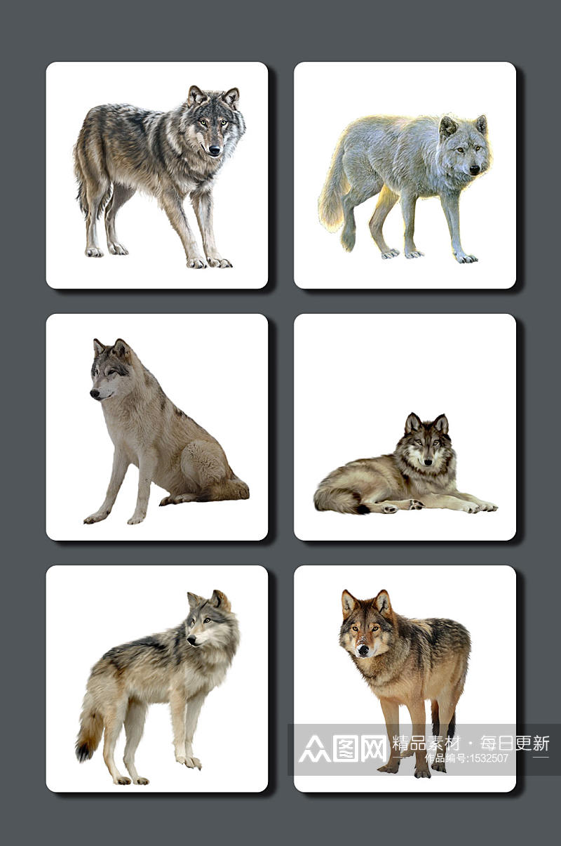 高清动物狼图片素材素材