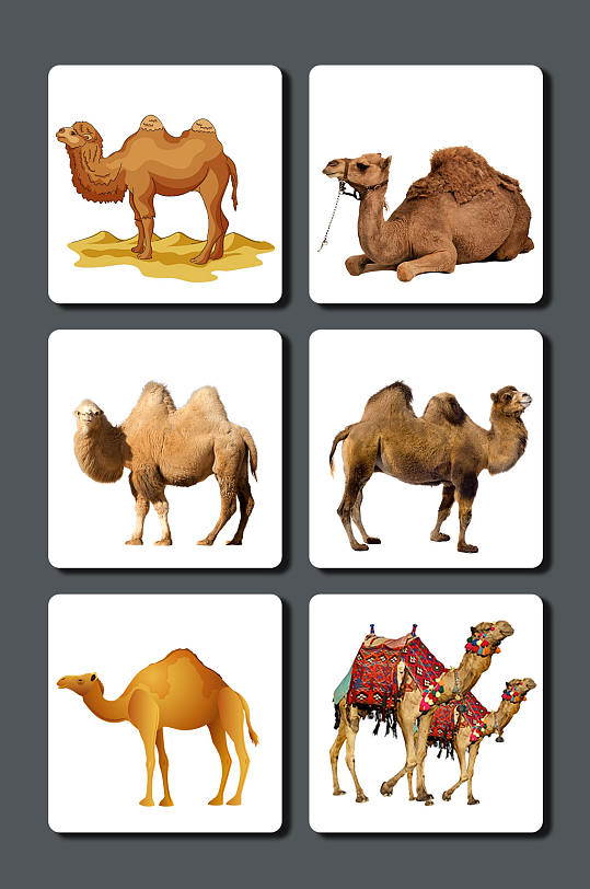 高清骆驼图片素材