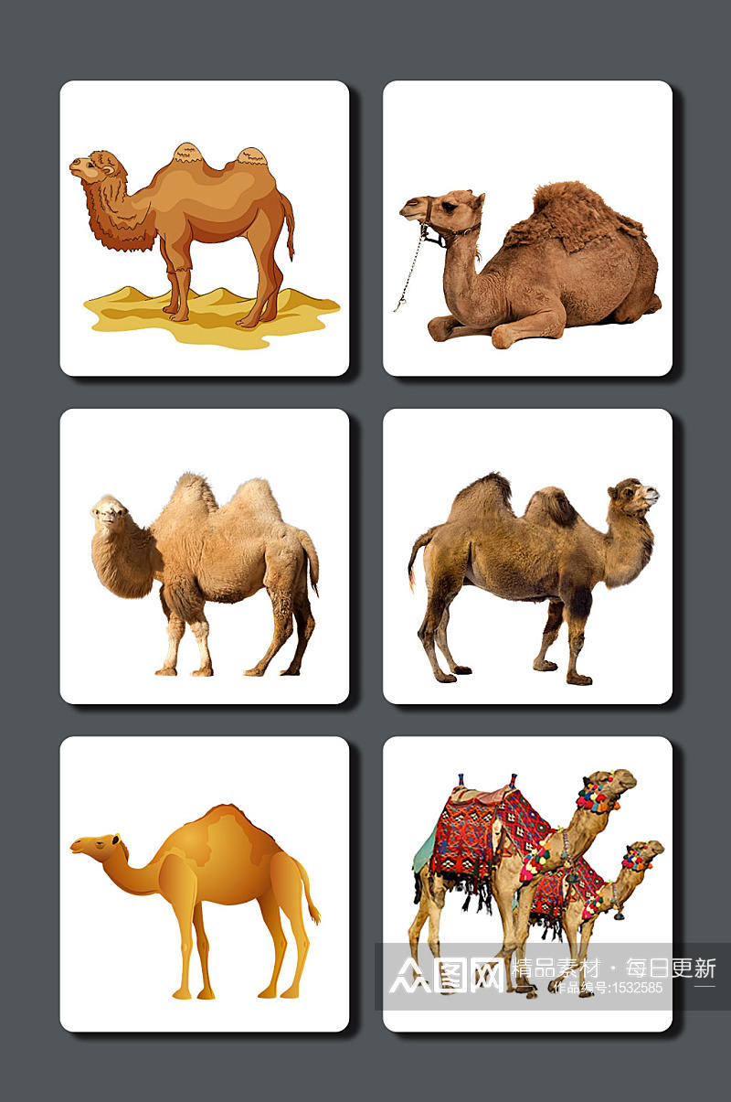 高清骆驼图片素材素材
