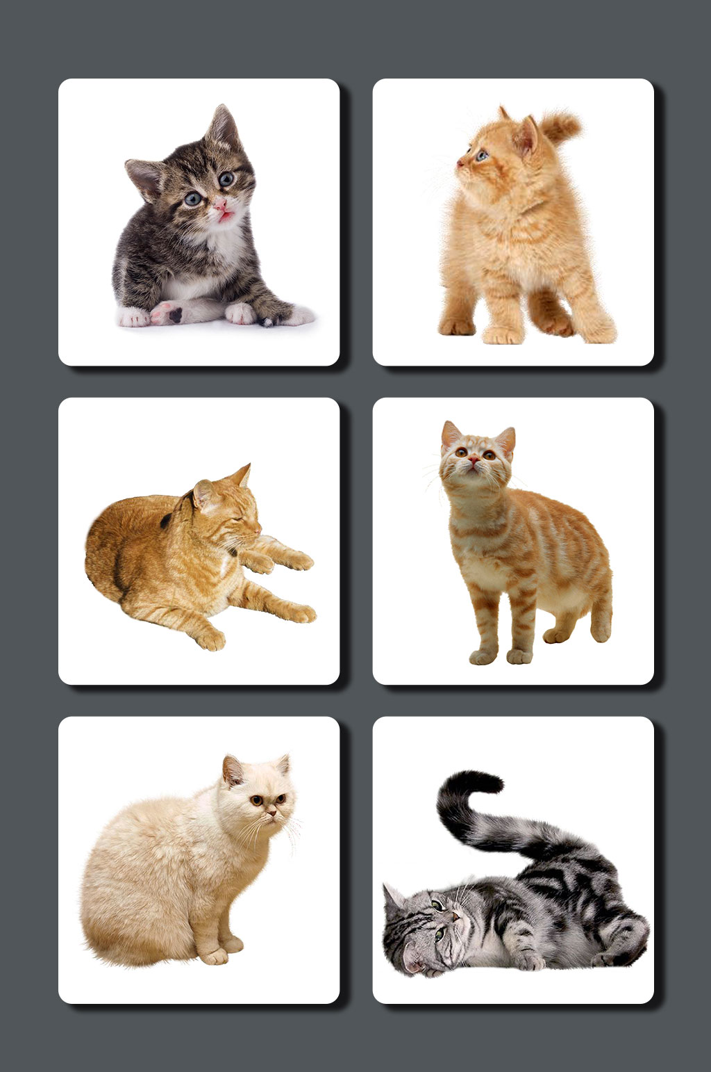 高清宠物猫图片素材素材