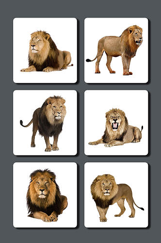 高清动物狮子图片素材