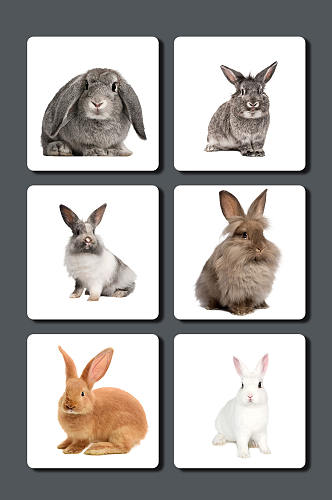 高清动物兔子设计素材