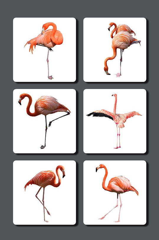 高清火烈鸟图片素材-众图网