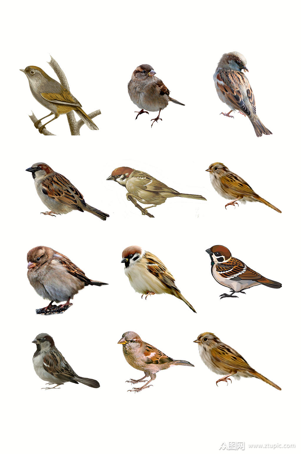 高清麻雀图片素材