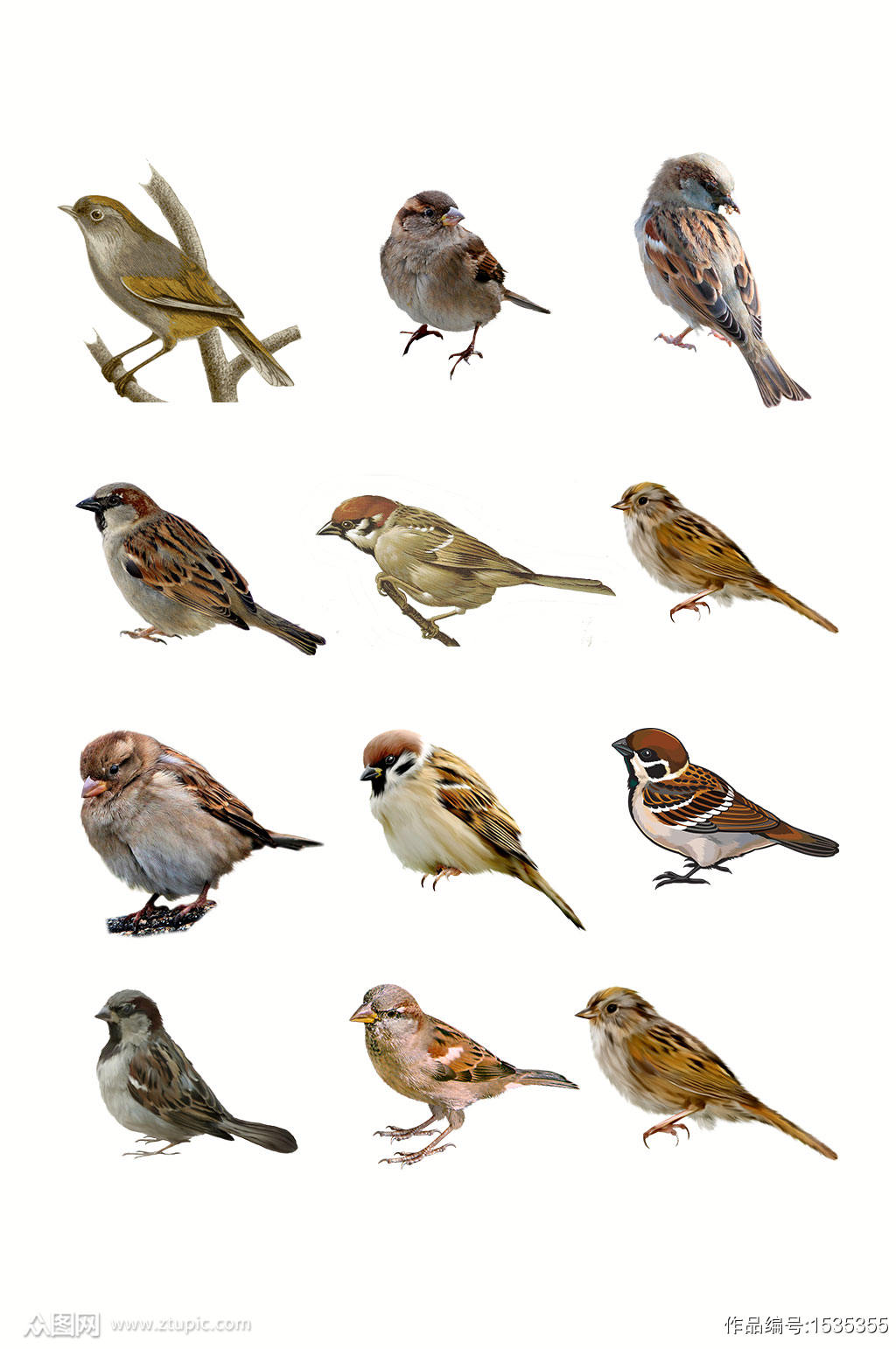 高清麻雀图片素材模板下载 编号 众图网 高清麻雀图片素材模板下载 编号 众图网