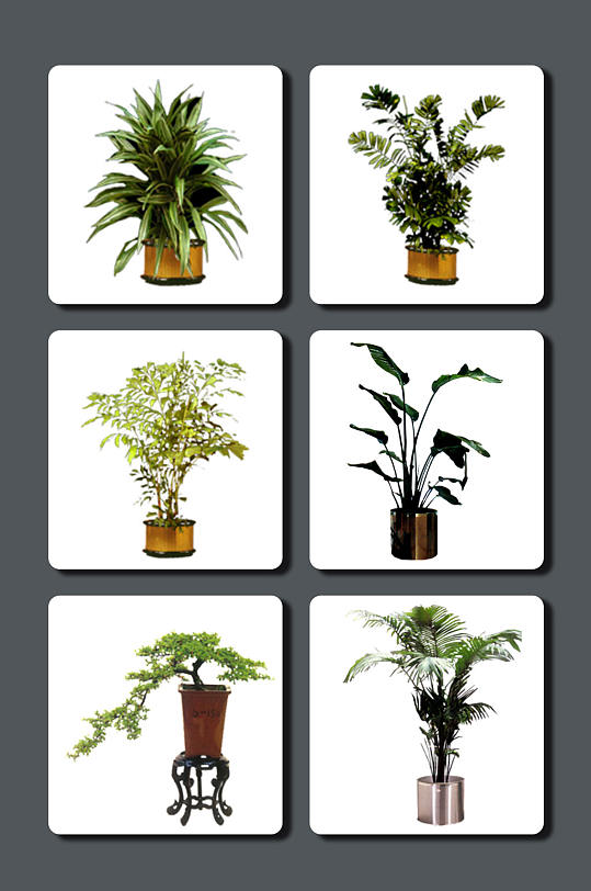 高清植物摆件图片素材