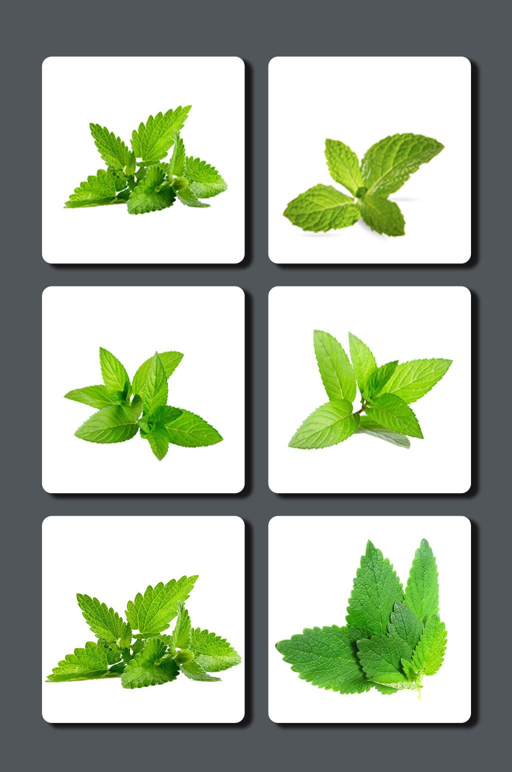 高清薄荷图片素材素材