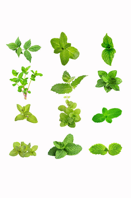 高清图片薄荷素材